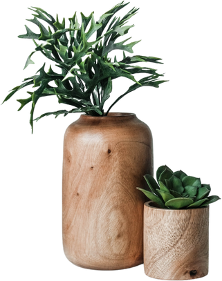 Green plant on wood vase